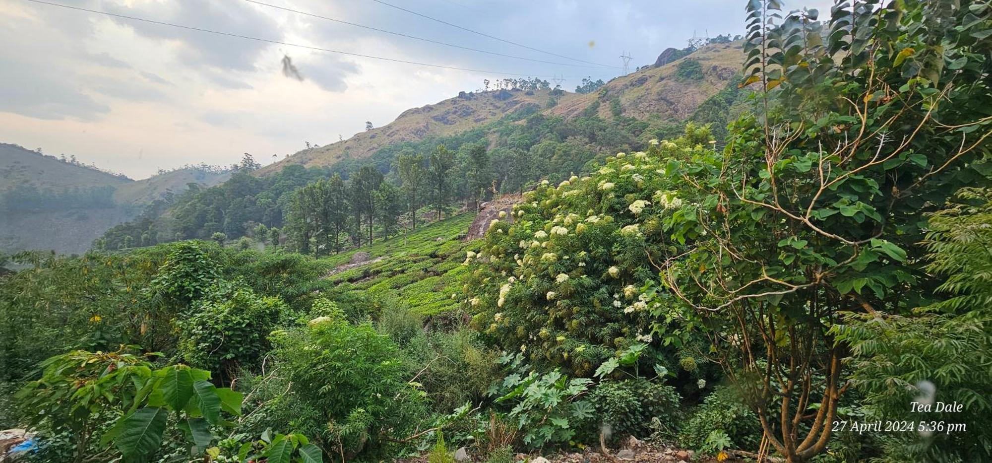 Tea Dale - All Rooms With Tea Estate View Munnar Buitenkant foto
