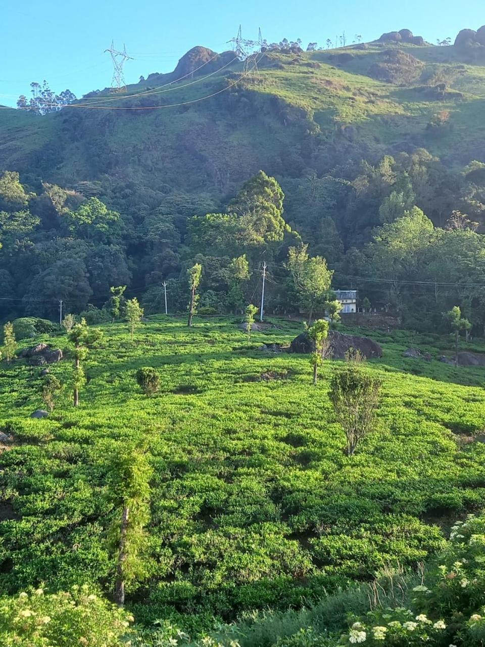 Tea Dale - All Rooms With Tea Estate View Munnar Kamer foto